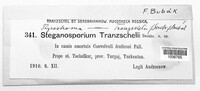 Image of Stegonsporium tranzschelii